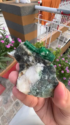 specimen video