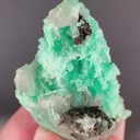 specimen video
