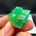 specimen video