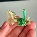 specimen video