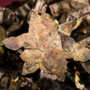 Enargite - image 2