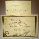 Enargite - image 2