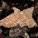 Enargite - image 3