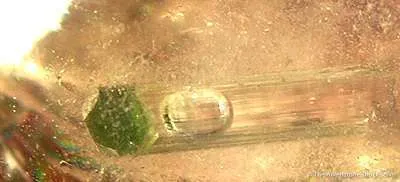 Enhydro Water Bubble in Tourmaline, All Included in Quartz - image 3