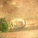 Enhydro Water Bubble in Tourmaline, All Included in Quartz - image 3