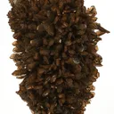 Eosphorite, Quartz - image 1