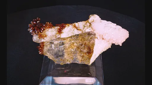 specimen video