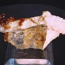 specimen video