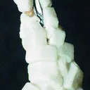 Epididymite on Aegirine - image 1