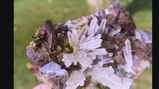 specimen video