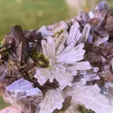 specimen video