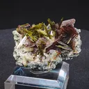 specimen video
