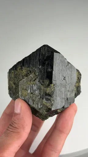 specimen video