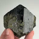 specimen video