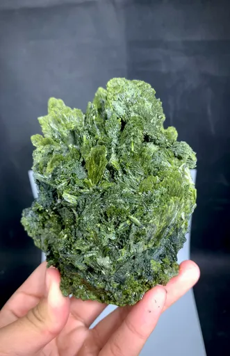specimen video