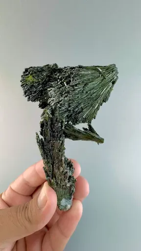 specimen video