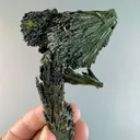 specimen video