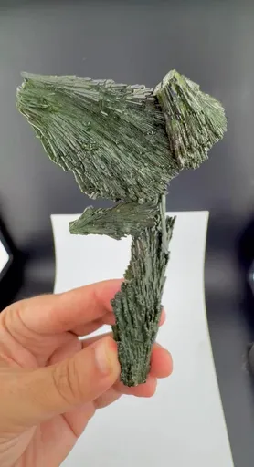 specimen video