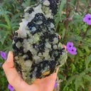 specimen video