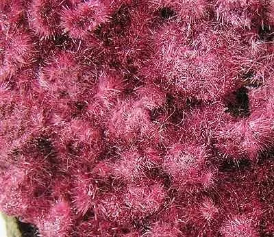Erythrite - image 2
