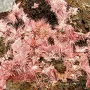 Erythrite - image 2