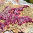 Erythrite - 686 grams - Mount Cobalt Mine, Selwyn District, Cloncurry Shire, Queensland, Australia - image 4