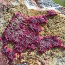 Erythrite - 686 grams - Mount Cobalt Mine, Selwyn District, Cloncurry Shire, Queensland, Australia - image 3