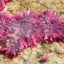 Erythrite - 686 grams - Mount Cobalt Mine, Selwyn District, Cloncurry Shire, Queensland, Australia - image 8