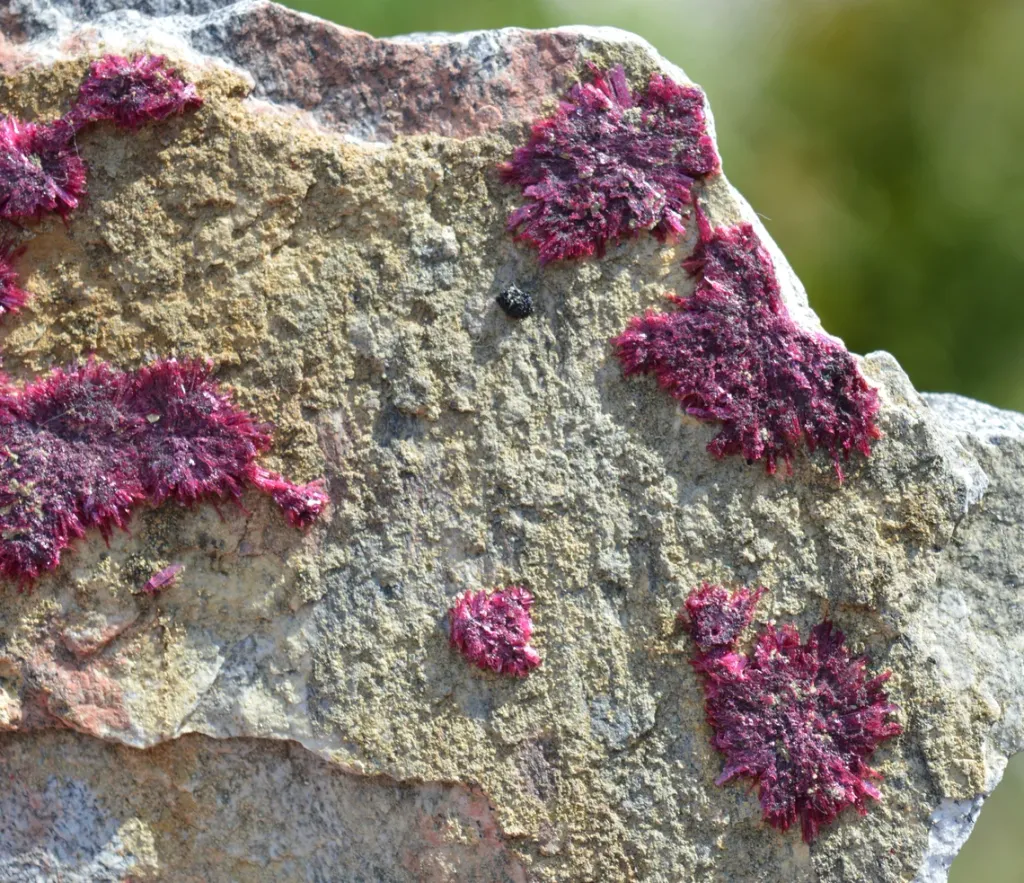 Erythrite - 686 grams - Mount Cobalt Mine, Selwyn District, Cloncurry Shire, Queensland, Australia - image 2