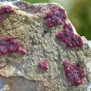 Erythrite - 686 grams - Mount Cobalt Mine, Selwyn District, Cloncurry Shire, Queensland, Australia - image 2
