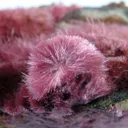 Erythrite - image 4