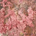 Erythrite - image 2