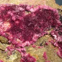 Erythrite - image 2