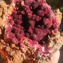 specimen video