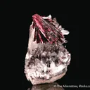 Erythrite on Quartz - image 4