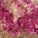 Erythrite, Stellerite - image 2