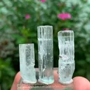 specimen video
