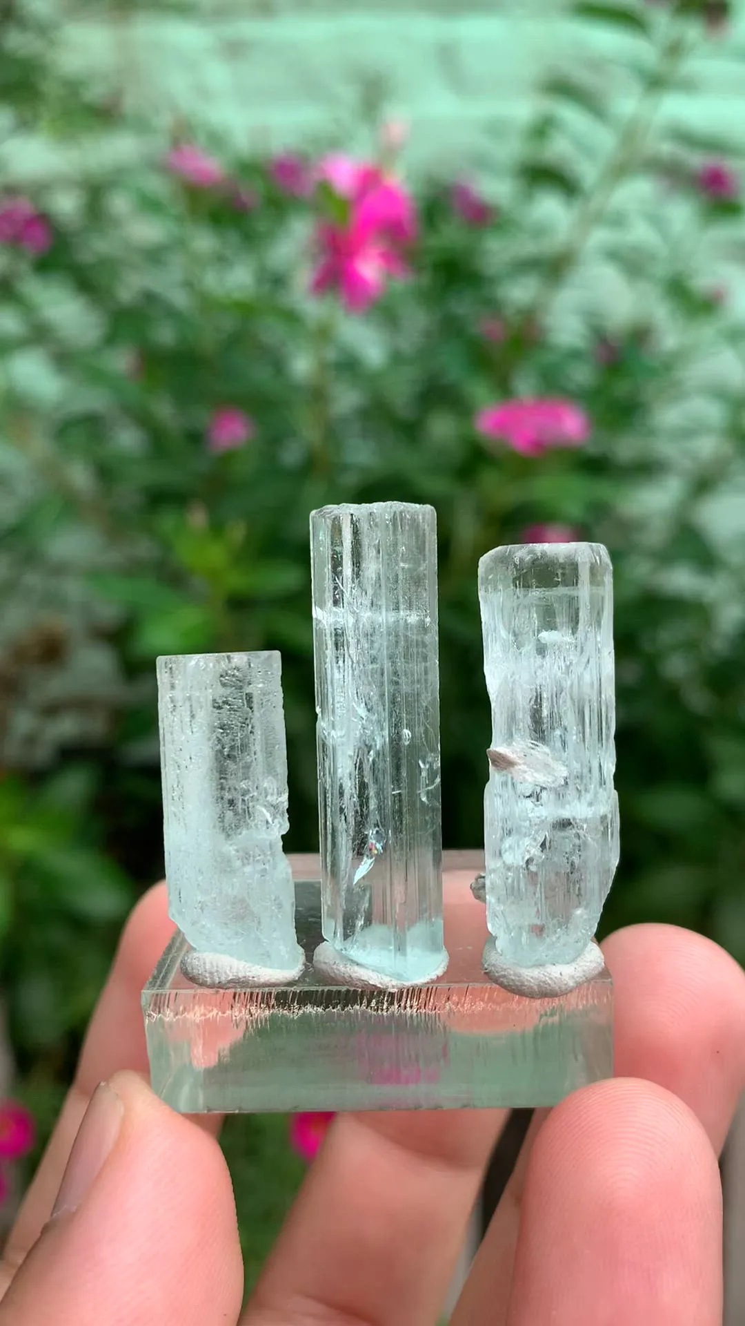 specimen video