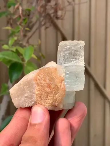 specimen video
