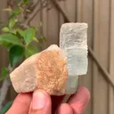 specimen video