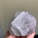 specimen video