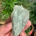 specimen video