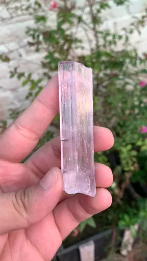 specimen video