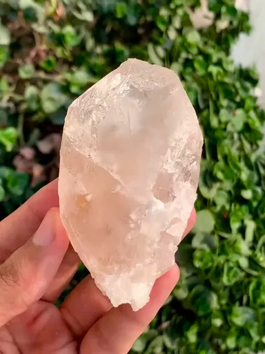 specimen video