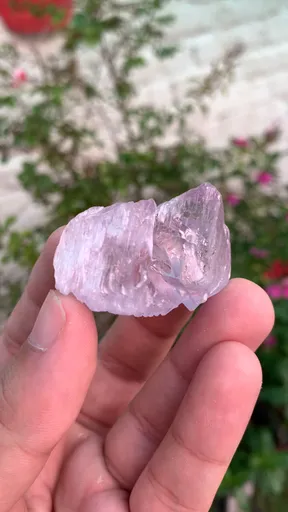 specimen video
