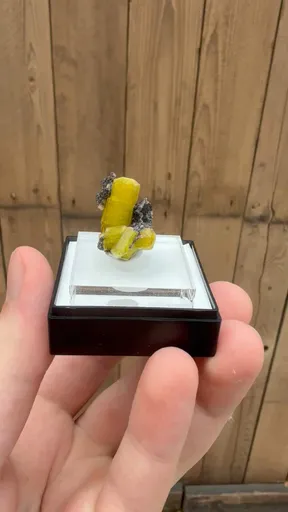 specimen video