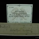 Euchroite (Type Locality) - image 6