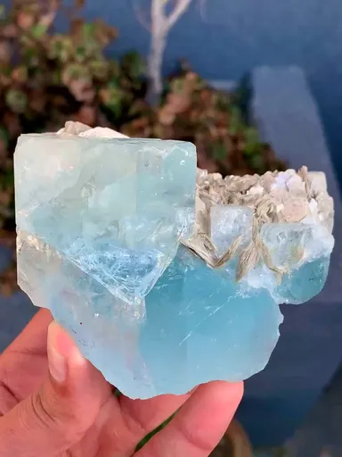 specimen video