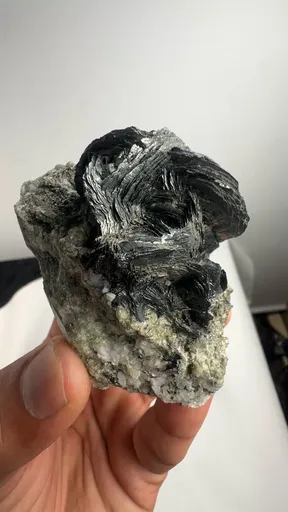 specimen video