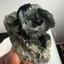 specimen video